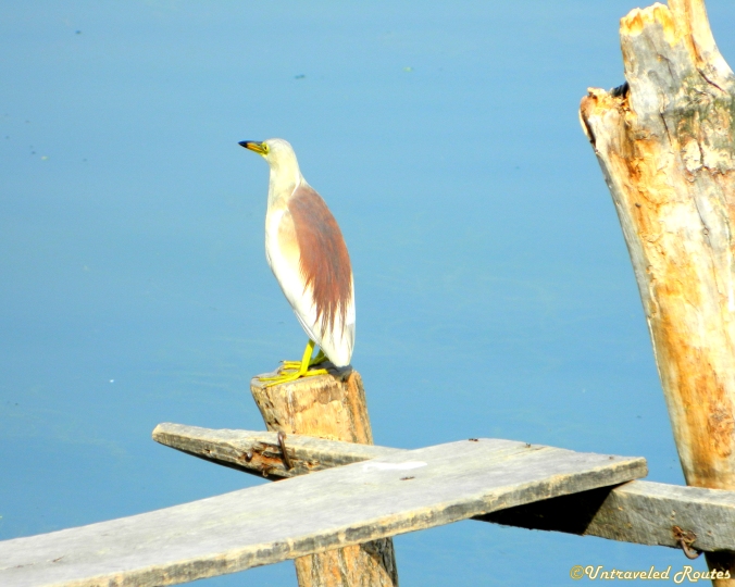 Srinagar Bird Watching